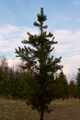 Pinus cembroides IMG_9285 Sosna orzechowa